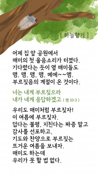 맴, 맴, 맴, 맴, 매에~~엠 매미처럼 부르짖자~